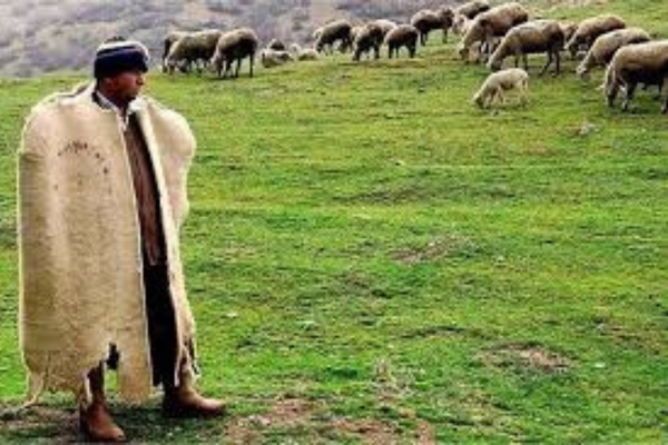 Sürü Yönetimi Eğitimi